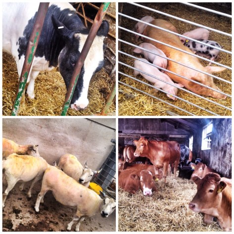 The stars of the show. The animals