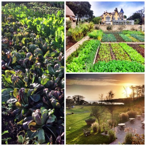 The kitchen garden. Handsome or what?